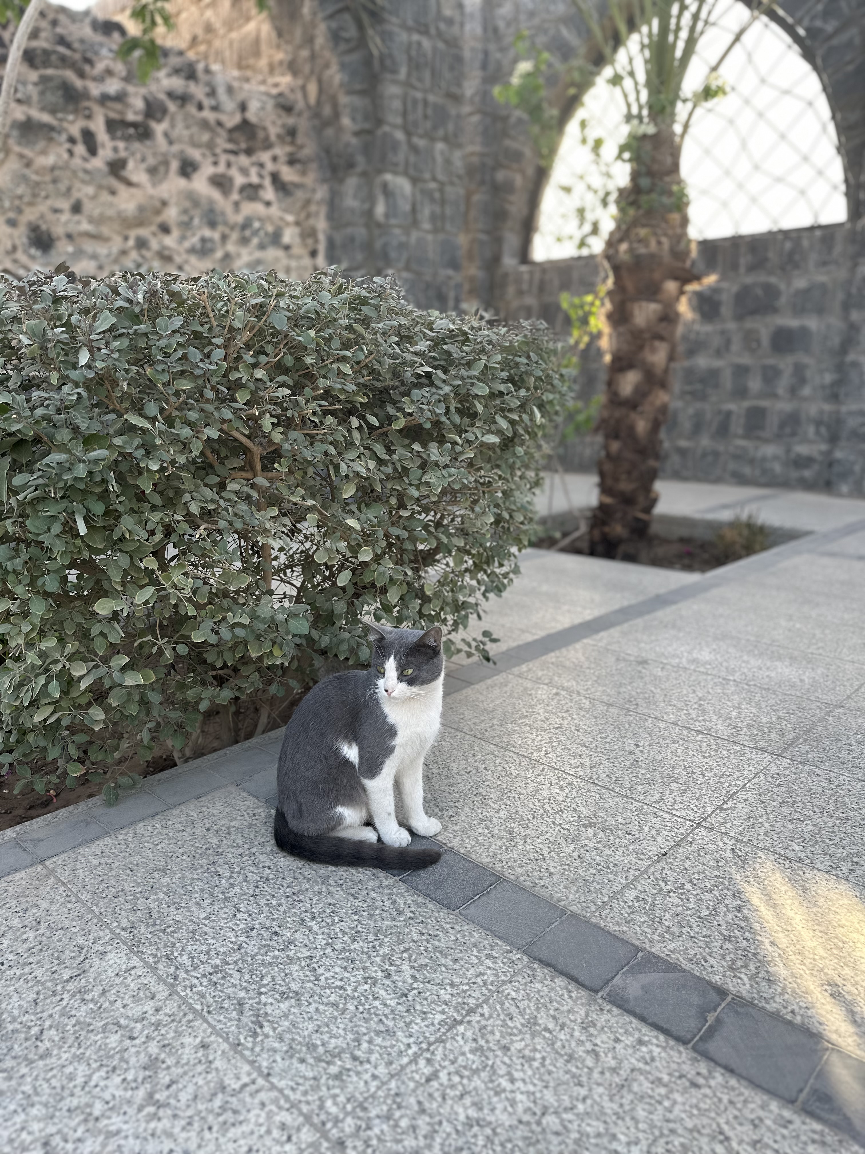 This Cat was my security gaurd for the day, went everywhere I went.