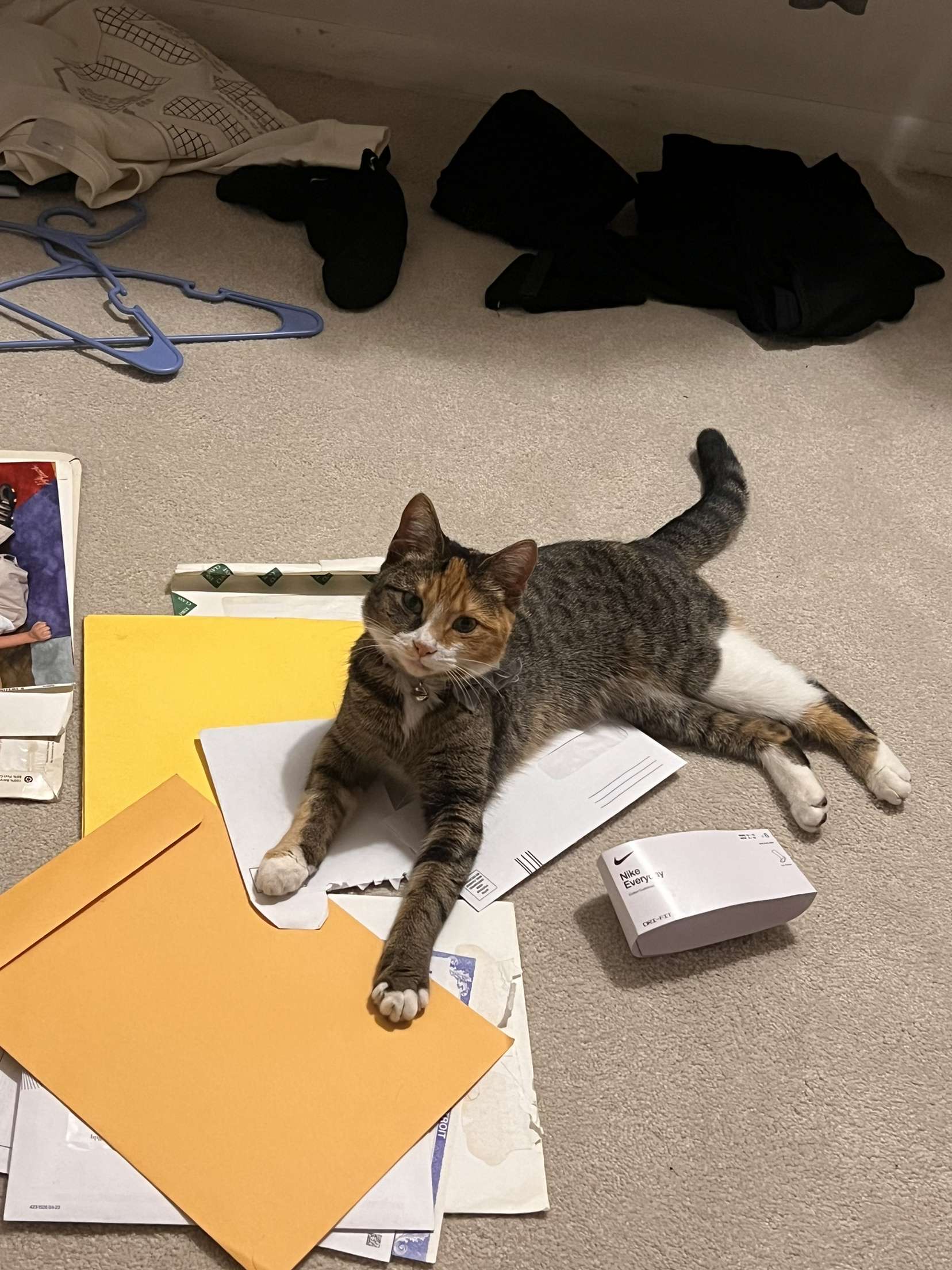 A studying cat!!, You surely discover new things the more time you spend in this world